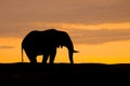 Massive African elephant silhouetted in the setting sun over the Serengeti in Africa.