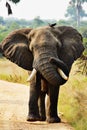 A massive African elephant with two sterling birds perched atop