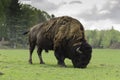 A massive American Buffalo Royalty Free Stock Photo