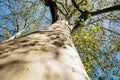 Massive American sycamore tree, seasonal natural scene Royalty Free Stock Photo