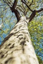 Massive American sycamore tree, vertical composition