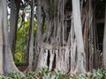 Massive ancient banyan tree with complex joined trunks and branches in a jungle environment Royalty Free Stock Photo