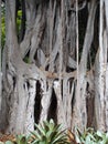 Massive ancient banyan tree with complex joined trunks and branches in a jungle environment Royalty Free Stock Photo