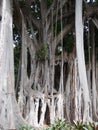 Massive ancient banyan tree with complex joined trunks and branches in a jungle environment Royalty Free Stock Photo