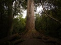 Massive ancient native endemic Podocarpus Totara tree trunk at The Big Tree Walk in Peel Forest Canterbury New Zealand Royalty Free Stock Photo