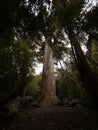 Massive ancient native endemic Podocarpus Totara tree trunk at The Big Tree Walk in Peel Forest Canterbury New Zealand Royalty Free Stock Photo