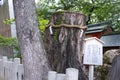 Massive ancient tree stump that is sacred in Japan