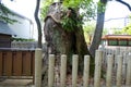 Massive ancient tree stump that is sacred in Japan