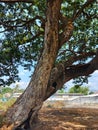 A massive, ancient tree with a thick, leaning trunk and wide-spreading branches dominates the frame, set against a blue sky. Royalty Free Stock Photo