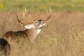 Massive Antler spread on whitetail buck making a full lip curl during the rut Royalty Free Stock Photo