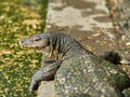 Massive Asian water monitor lizard spotted in Lumpini Park in Bangkok Royalty Free Stock Photo