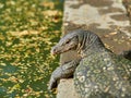 Massive Asian water monitor lizard spotted in Lumpini Park in Bangkok Royalty Free Stock Photo