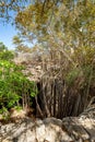 Massive banyan fig at sinkhole,Tsimanampetsotsa national park. Madagascar Royalty Free Stock Photo