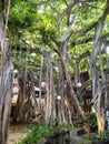 Massive Banyan Trees Inside Honolulu Mall Royalty Free Stock Photo