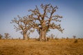 Massive baobab trees Royalty Free Stock Photo