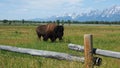 Massive bison walk near the road in Yellowstone Royalty Free Stock Photo