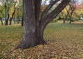 Massive tree trunk in the park Royalty Free Stock Photo