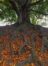 Massive and broadly branched bare roots of an old beech tree Royalty Free Stock Photo