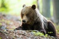 Massive brown bear lying on the ground with rocks, roots and leafs in forest