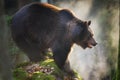 Massive brown bear standing on the rock Royalty Free Stock Photo