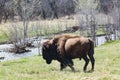 Massive Bull Bison coming through