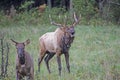 A powerful bull Elk bugles after a female. Royalty Free Stock Photo