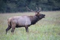 A powerful bull Elk walks in a field and bugles. Royalty Free Stock Photo