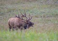 A powerful bull Elk walks in a field and bugles. Royalty Free Stock Photo