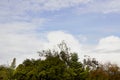 Massive clouds in a blue sky above a line of green deciduouse trees, a palm, and a monkey puzzle tree, Royalty Free Stock Photo