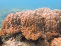 Massive coral in the blue background