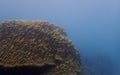 Massive coral in the blue background