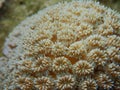 Massive coral, Galaxea in the blue background Royalty Free Stock Photo