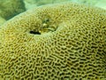 Massive coral, Goniastrea