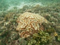 Massive Coral