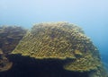 Massive coral, Porites in the blue background