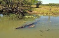 Huge salt water crocodile Royalty Free Stock Photo