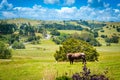 Massive dark brown bull on a lush green pasture of grass on a sunny autumn afternooon.