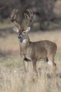 Massive Deer Royalty Free Stock Photo