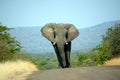 Massive Elephant strolling on a tar road.