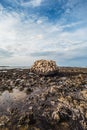 Massive, eroded stone on the rocky coast during the outflow. Royalty Free Stock Photo