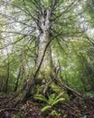 Giant beech tree dominate scene with fern in front of it and old dried branches on it\'s stump Royalty Free Stock Photo