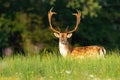 Massive fallow deer stag with antlers and spots on a green meadow in summer Royalty Free Stock Photo