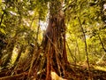 Massive fig tree in tropical rainforest Royalty Free Stock Photo