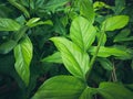 Massive five-finger evergreen plant with deep green leaves.