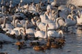 Mute swans and ducks in the frozen river at sunset