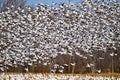 A Massive Flock Of Snow Geese Lift Off