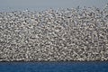 Massive Flock of Snow Geese Taking Flight Royalty Free Stock Photo