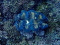 A massive Giant clam (Tridacna gigas) grows on coral reefs in Raja Ampat, West Papus, Indonesia.