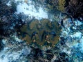 A massive Giant clam (Tridacna gigas) grows on the seafloor