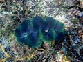 A massive Giant clam (Tridacna gigas) grows on the seafloor in Raja Ampat, West Papus, Indonesia.